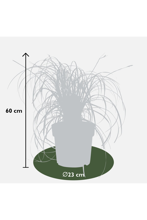 Turzyca Ribbon Falls