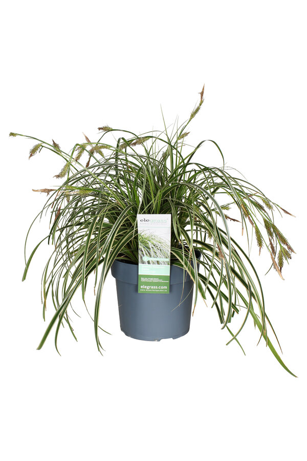 Słomka Feather Falls