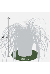 Słomka Feather Falls