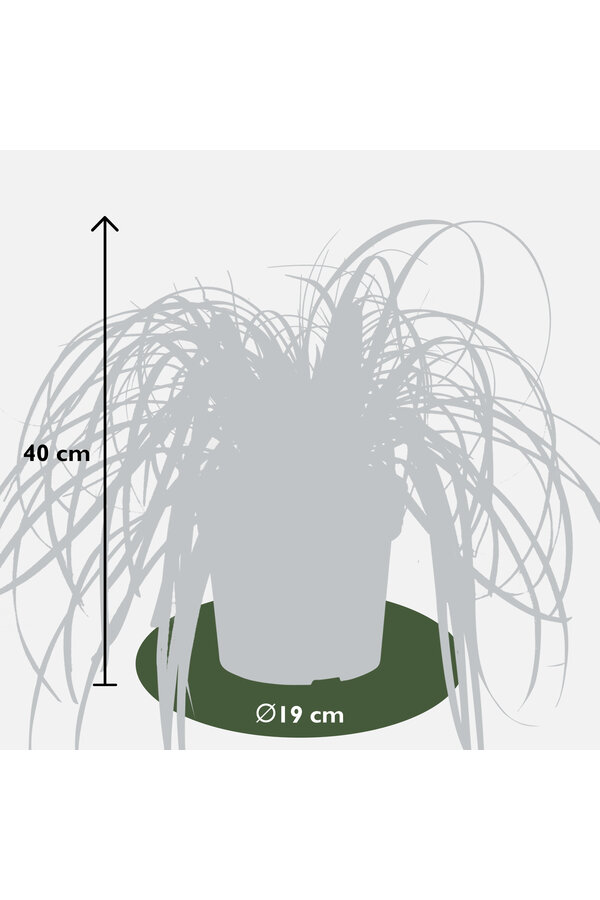 Słomka Feather Falls