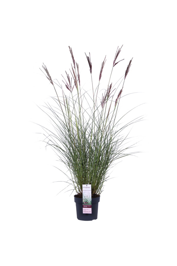 Miskant chiński Ferner Osten