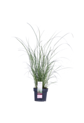 Miskant chiński Ferner Osten