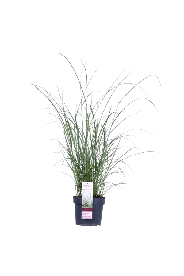 Miskant chiński Ferner Osten