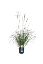 Miskant chiński Adagio