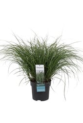 Miskant chiński Adagio