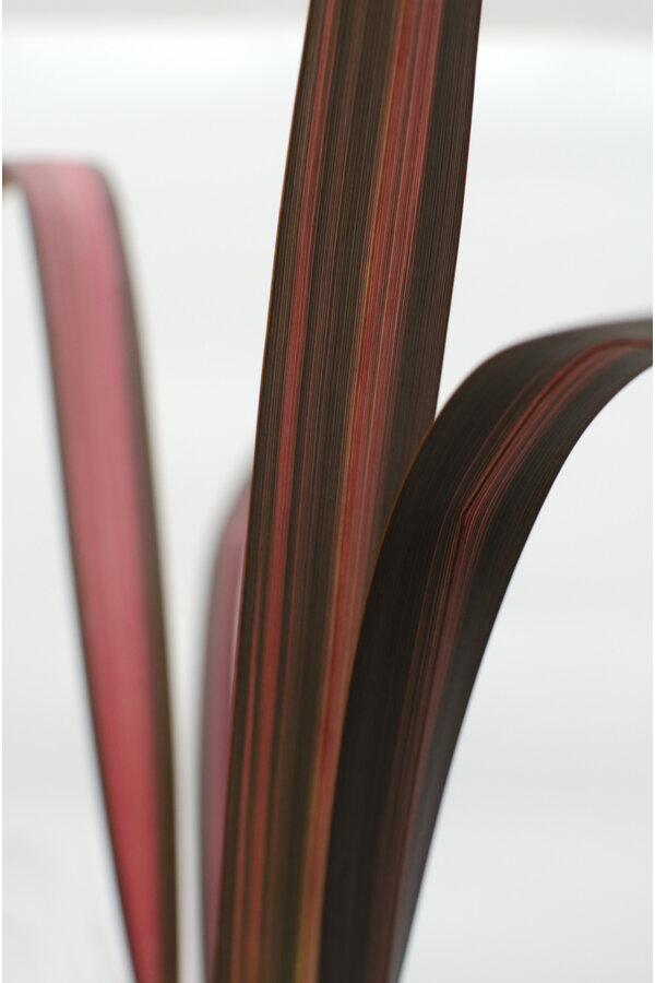 Nowozelandzki Len Sundowner