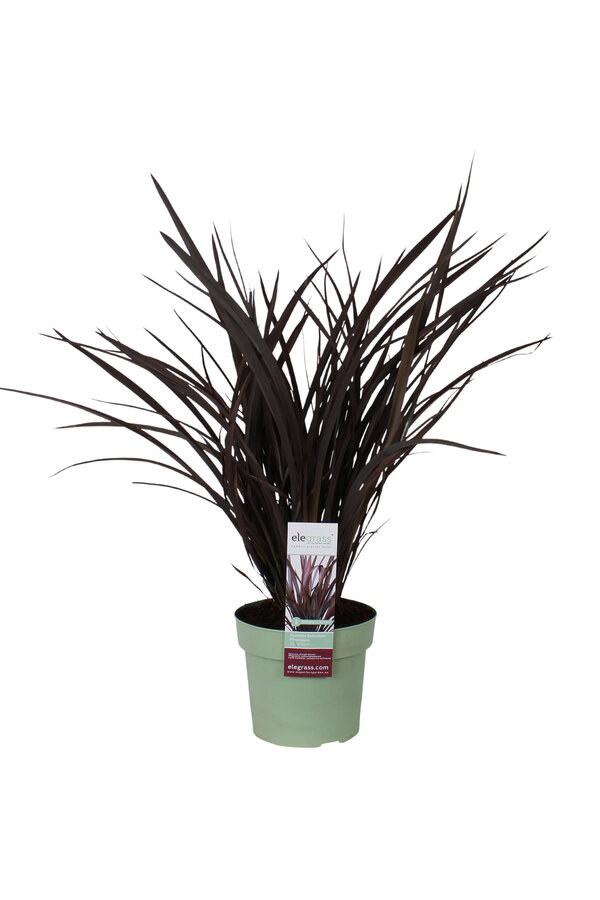 Nowozelandzki Len Rubra Nana