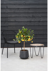 Drzewko pomarańczowe L