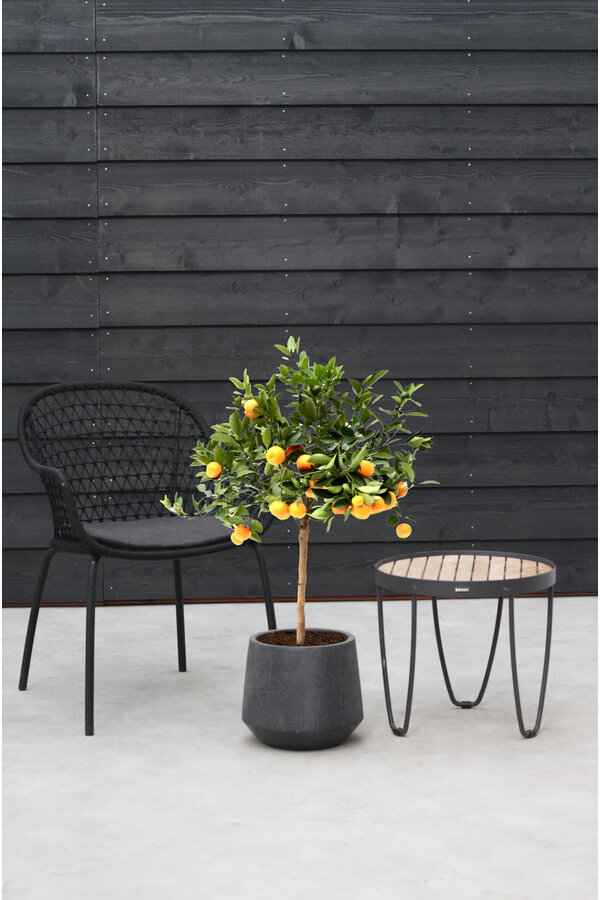 Drzewko pomarańczowe L