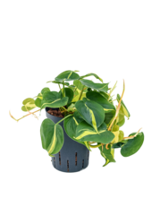 Hydroplant Filodendron Scandens Brasil