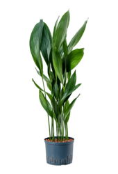 Hydroponiczna Aspidistra Elatior