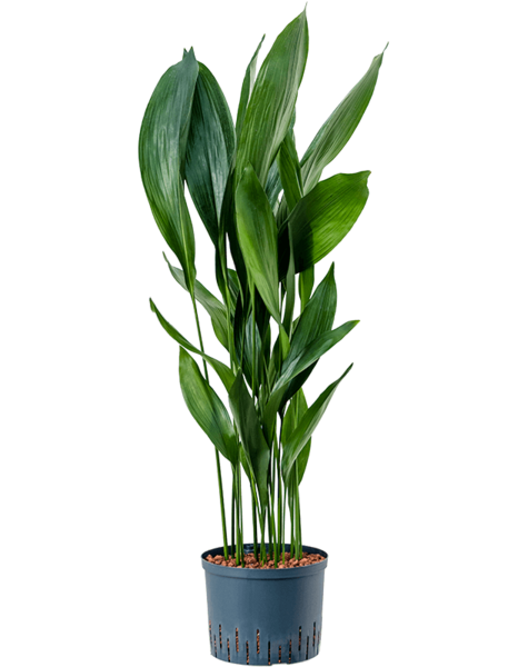 Hydroponiczna Aspidistra