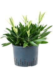 Hydroplant Pleomele (Dracaena) Reflexa Song Of Sri Lanka