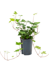 Hydroplant Hedera Algeriensis Montgomery