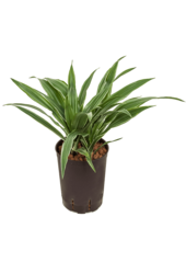 Hydroplant Dracena Deremensis Warneckei