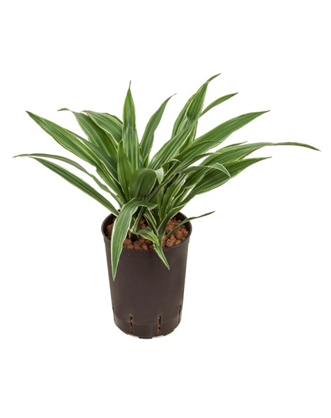 Hydroplant Dracena