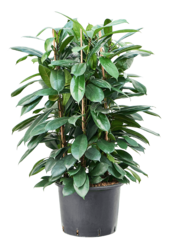 Hydroplant Ficus Cyathistipula