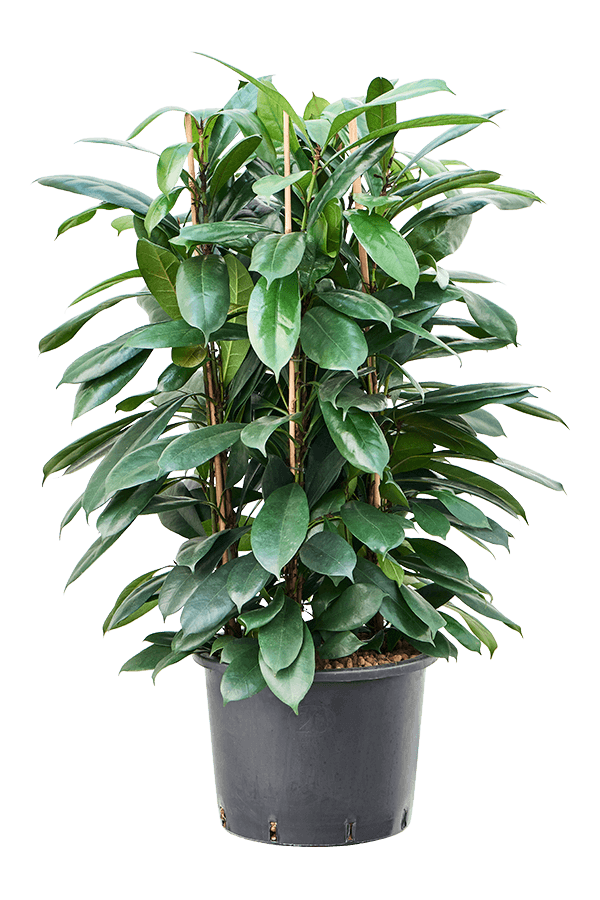 Hydroplant Ficus Cyathistipula