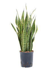 Hydroplant Sansevieria Trifasciata Laurentii