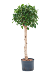 Hydroplant Ficus Microcarpa „Nitida”