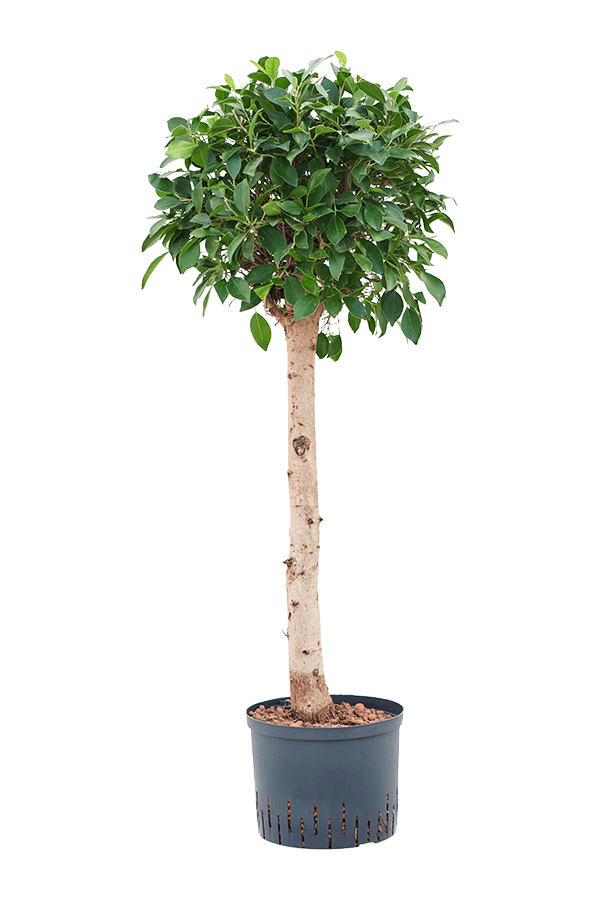 Hydroficus Microcarpa ‘Nitida’