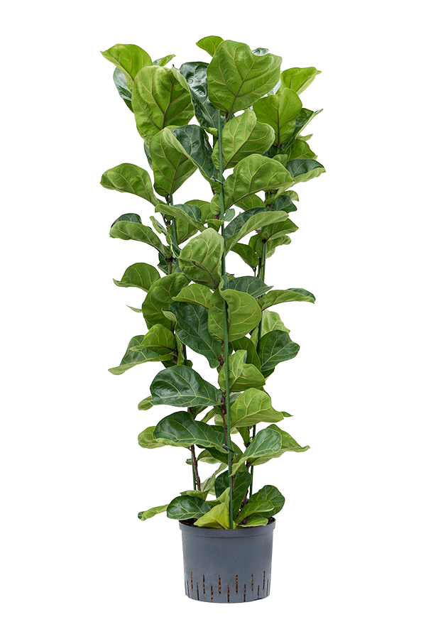 Hydroplant Ficus Lyrata Bambino