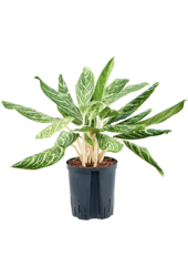 Hydroplant Aglaonema Madonna