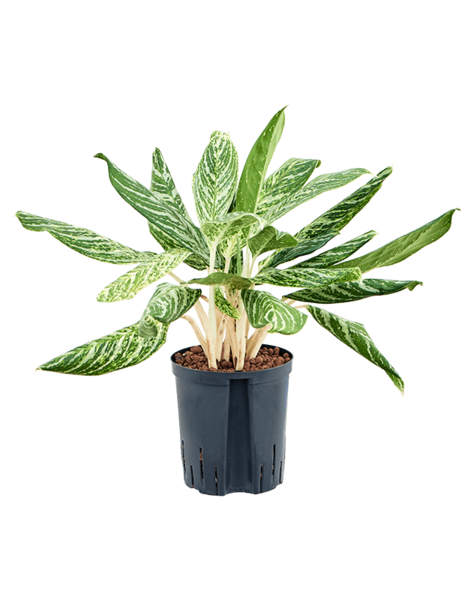 Hydroplant Aglaonema