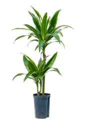 Hydroplant Dracaena Fragrans Arturo