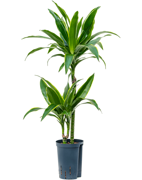 Hydroplant Dracaena