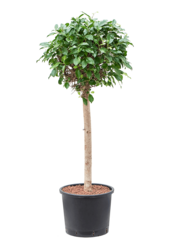 Hydroplant Ficus Microcarpa „Nitida”