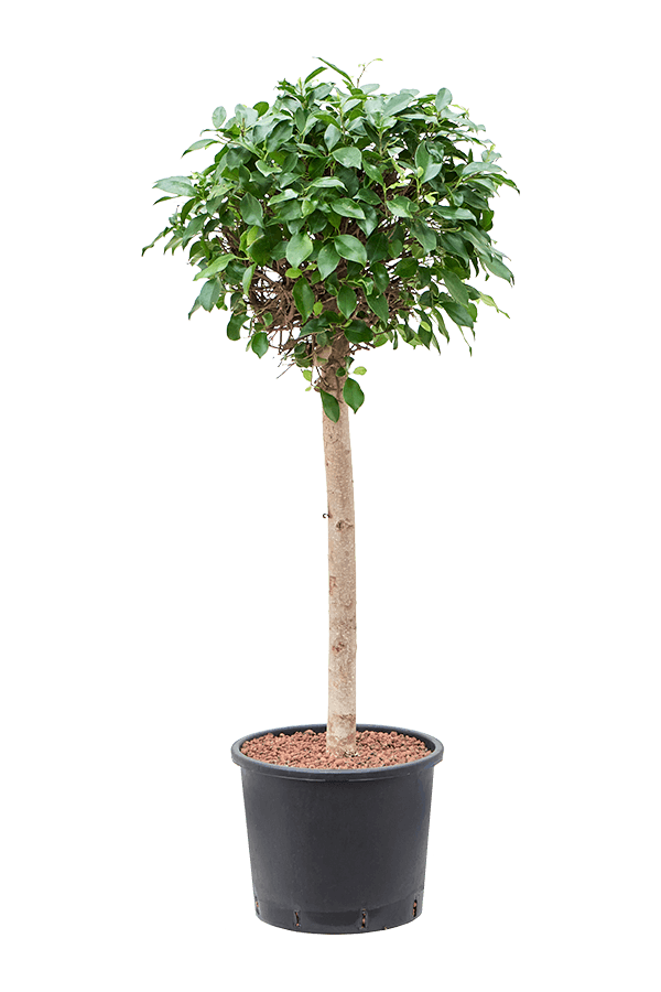 Hydroplant Ficus Microcarpa „Nitida”