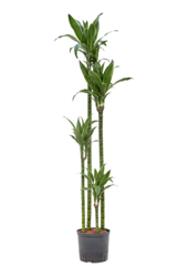 Hydroplant Dracaena Fragrans Arturo