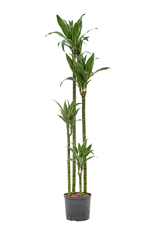 Hydroplant Dracaena Fragrans Arturo