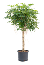 Hydroplant Schefflera Arboricola Compacta