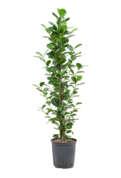 Hydroplant Ficus Microcarpa Moclame