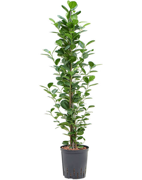 Hydro Roślina Ficus