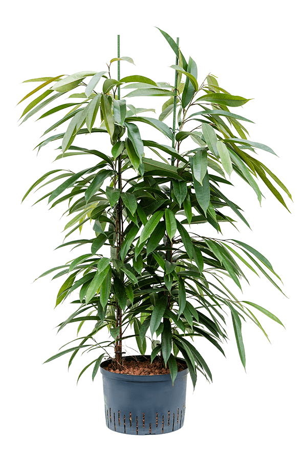 Hydroplant Ficus Binnendijkii Amstel King