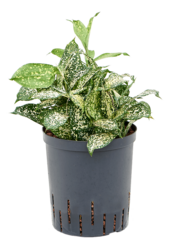 Hydroplant Dracaena Godseffiana Florida Beauty