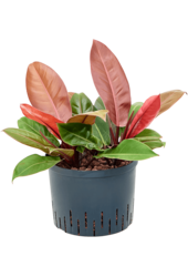 Hydroplant Filodendron Prince Of Orange