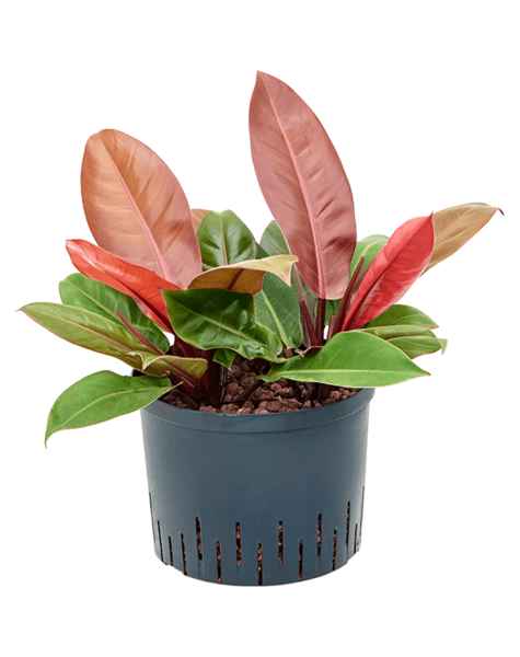 Hydroplant Filodendron