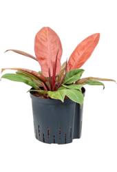 Hydroplant Filodendron Prince Of Orange