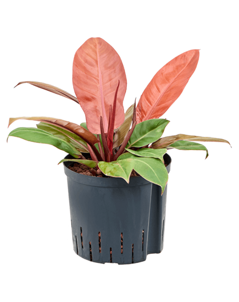Hydroplant Filodendron