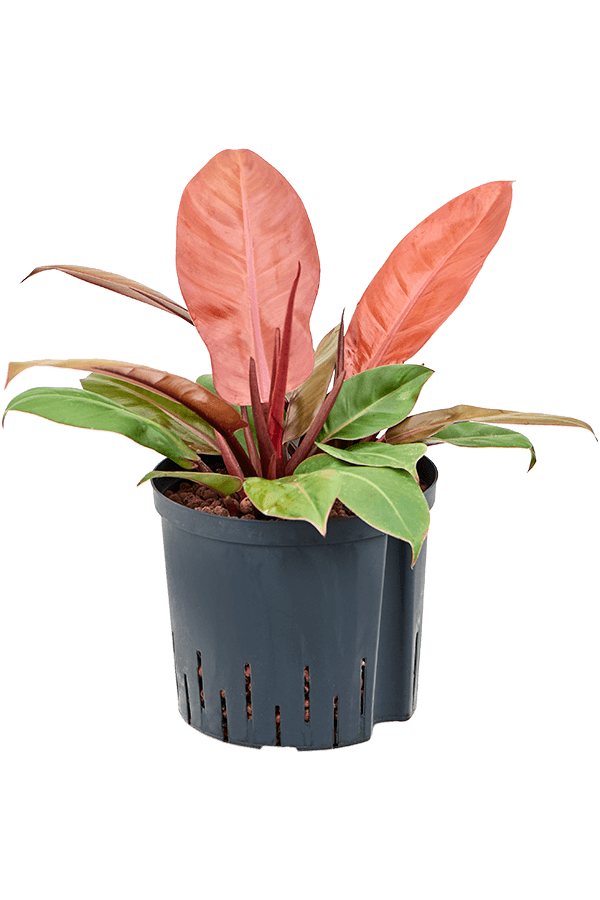 Hydroplant Philodendron Prince Of Orange