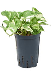 Hydroplant Scindapsus (Epipremnum) Happy Leaf