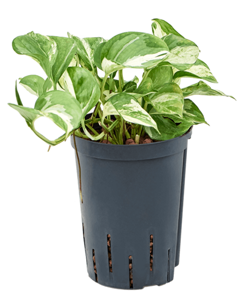 Hydroplant Scindapsus