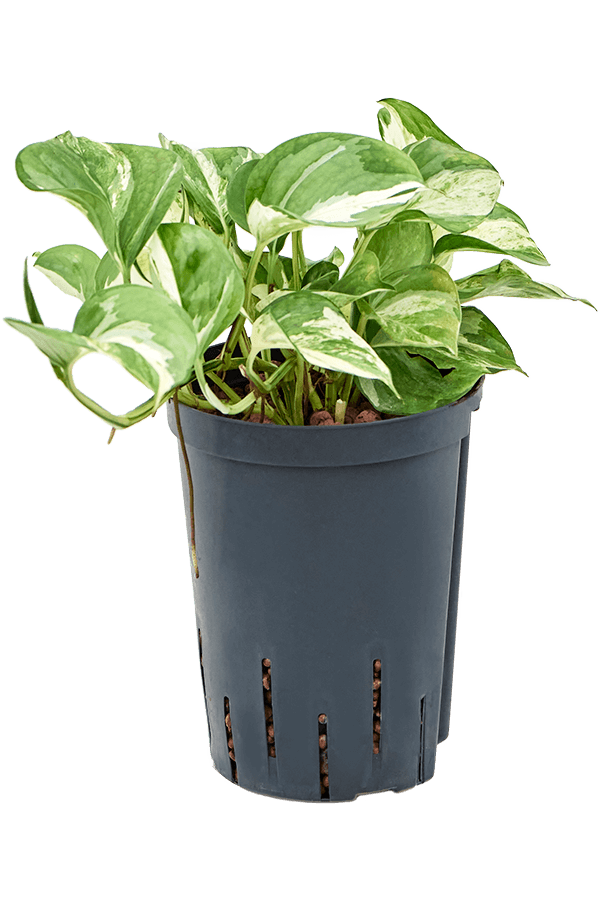 Hydroplant Scindapsus (Epipremnum) Happy Leaf