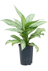 Hydroplant Aglaonema Silver Queen