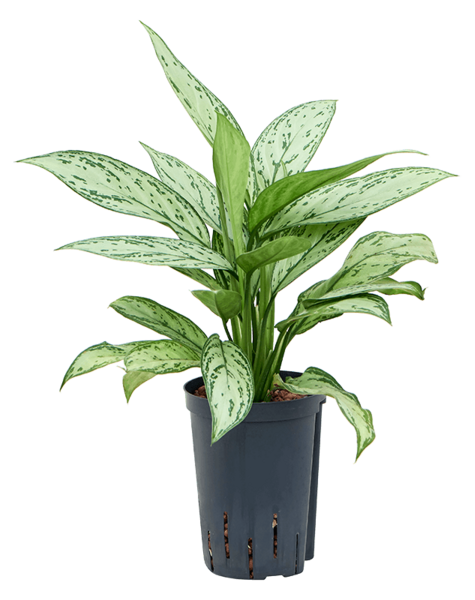 Hydroplant Aglaonema