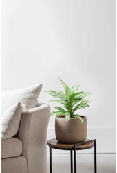 Hydroplant Aglaonema Silver Queen